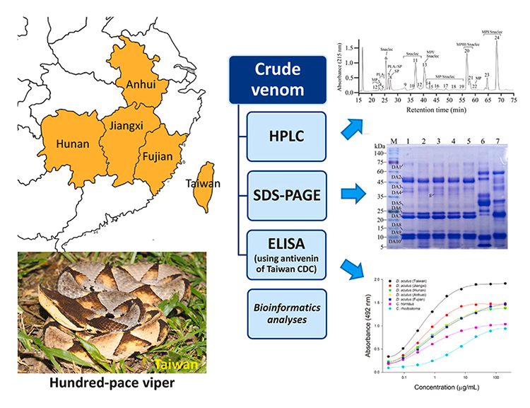 Comparative analysis of Deinagkistrodon acutus venom from Taiwan and China utilizing chromatographic, electrophoretic, and bioinformatic approaches, along with ELISA employing a monospecific antivenom