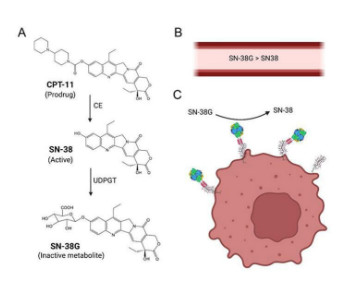 Engineering stable and non-immunogenic immunoenzymes for cancer therapy via in situ generated prodrugs