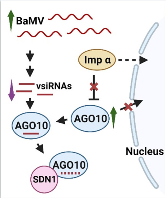 胞核內輸蛋白α參與RNA干擾機制負調控竹嵌紋病毒的累積