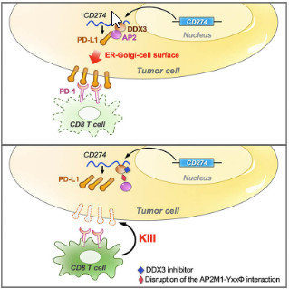 DDX3 regulates cancer immune surveillance via 3