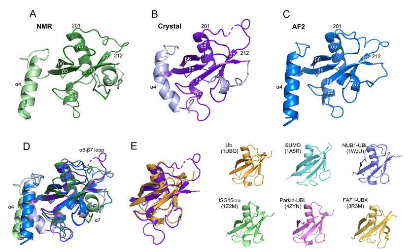 Structural Insight into the ZFAND1-p97 Interaction Involved in Stress Granule Clearance