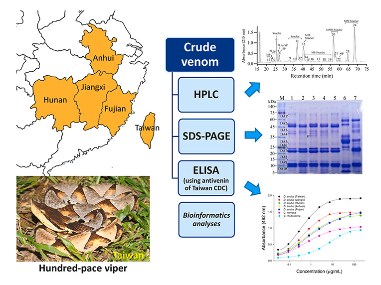 Comparative analysis of Deinagkistrodon acutus venom from Taiwan and China utilizing chromatographic, electrophoretic, and bioinformatic approaches, along with ELISA employing a monospecific antivenom