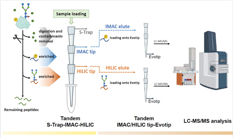TIMAHAC: Streamlined Tandem IMAC-HILIC Workflow for Simultaneous and High-Throughput Plant Phosphoproteomics and N-glycoproteomics