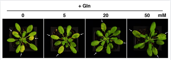 Glutamine induces disease resistance in Arabidopsis