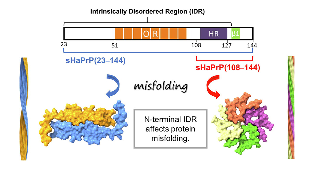 Interconnection between hexosamine biosynthesis and protein glycosylation: their roles and abiotic stress response in plants