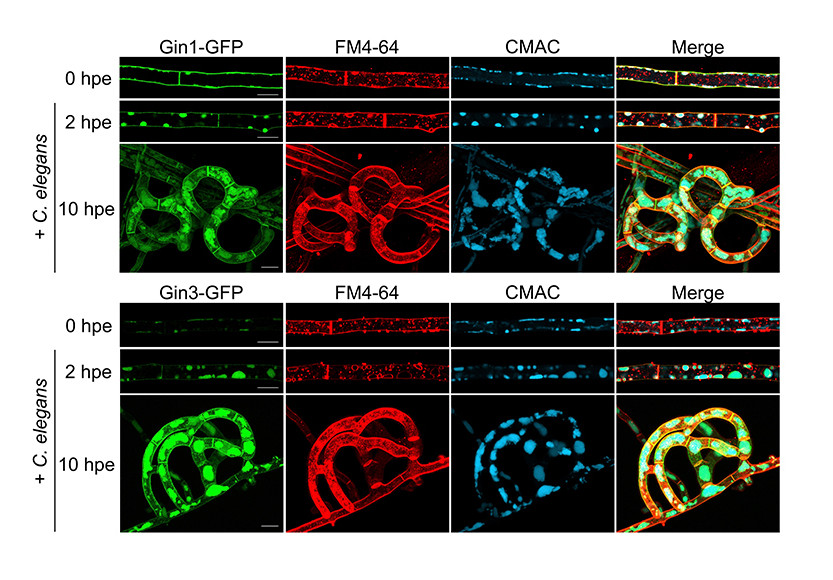 The nematode-trapping fungus Arthrobotrys oligospora detects prey pheromones via G protein-coupled receptors