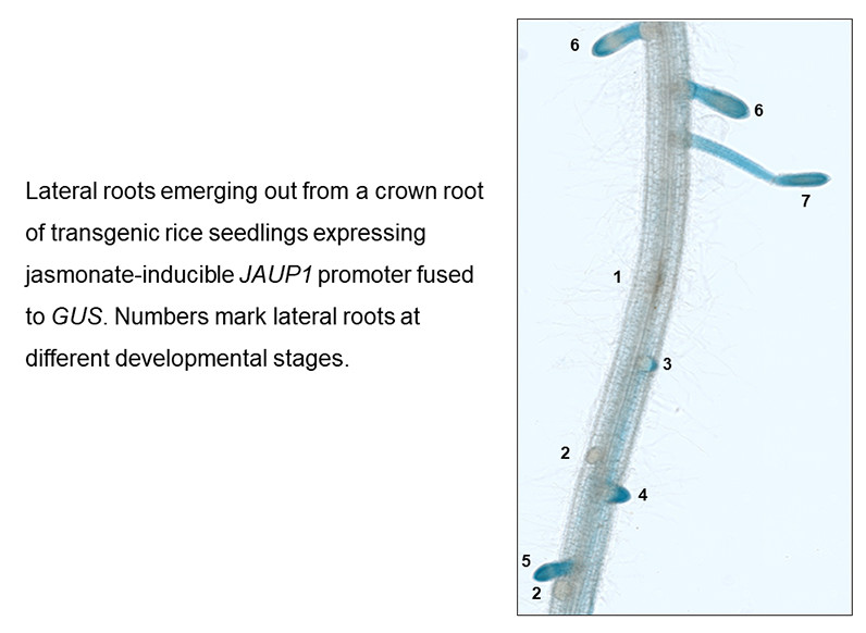 A newly evolved rice-specific gene JAUP1 regulates jasmonate biosynthesis and signaling to promote root development and multi-stress tolerance