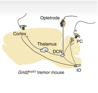 Neuronal population activity in the olivocerebellum encodes the frequency of essential tremor in mice and patients