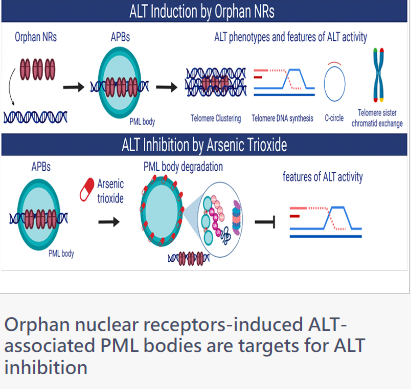 Orphan nuclear receptors-induced ALT-associated PML bodies are targets for ALT inhibition