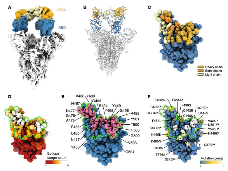 Functional and structural investigation of a broadly neutralizing SARS-CoV-2 antibody