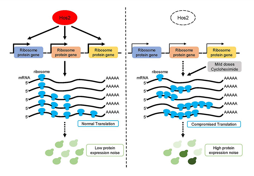 Histone deacetylase Hos2 regulates protein expression noise by potentially modulating the protein translation machinery