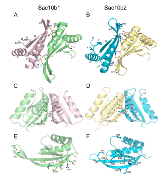 Dual dimeric interactions in the nucleic acid-binding protein Sac10b lead to multiple bridging of double-stranded DNA