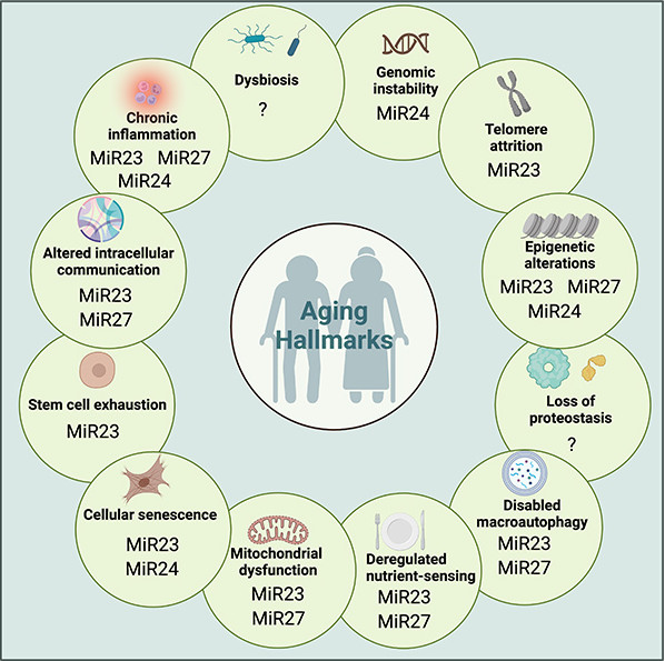 Elucidation of how the Mir-23-27-24 cluster regulates development and aging