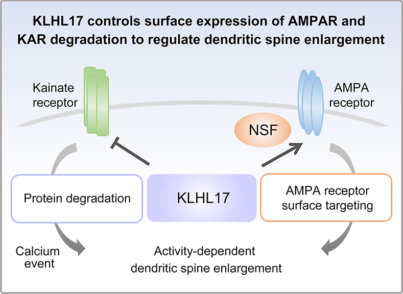 KLHL17 differentially controls the expression of AMPA- and KA-type glutamate receptors to regulate dendritic spine enlargement