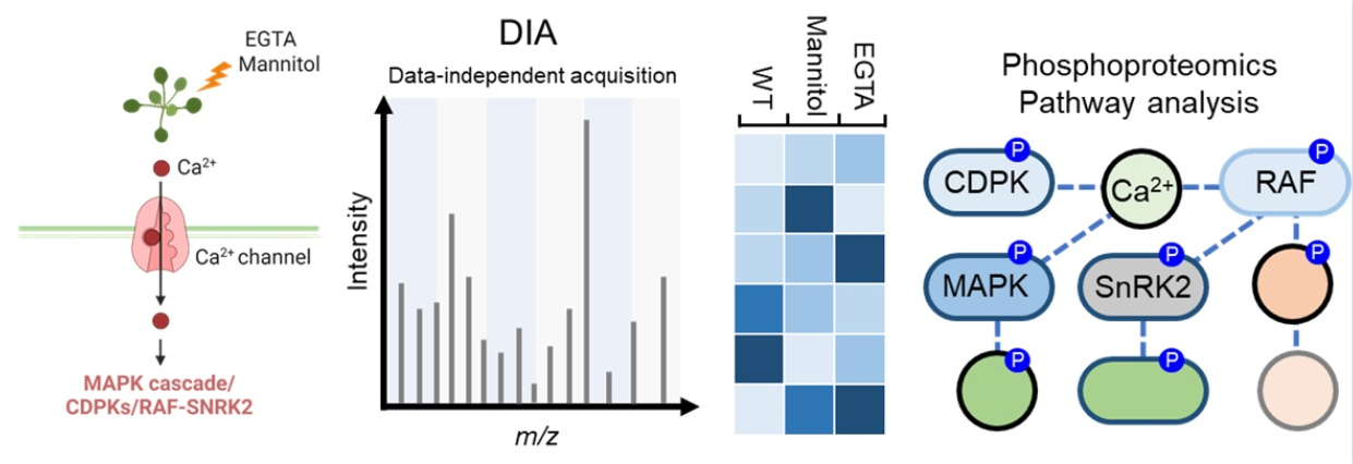 DIA-based phosphoproteomics identifies early phosphorylation events in response to EGTA and mannitol in Arabidopsis