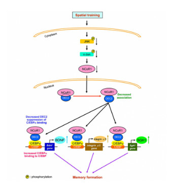 Novel role of NCoR1 in impairing spatial memory through the mediation of a novel interacting protein DEC2