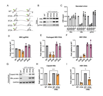 Epitranscriptomic cytidine methylation of the hepatitis B viral RNA is essential for viral reverse transcription and particle production