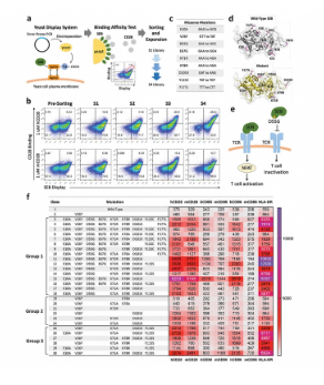 High-Affinity Superantigen-Based Trifunctional Immune Cell Engager Synergizes NK and T Cell Activation for Tumor Suppression
