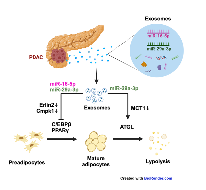 Exosomal miRNA 16-5p/29a-3p from pancreatic cancer induce adipose atrophy by inhibiting adipogenesis and promoting lipolysis
