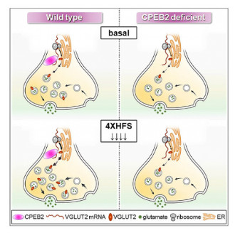 CPEB2-activated axonal translation of VGLUT2 mRNA promotes glutamatergic transmission and presynaptic plasticity