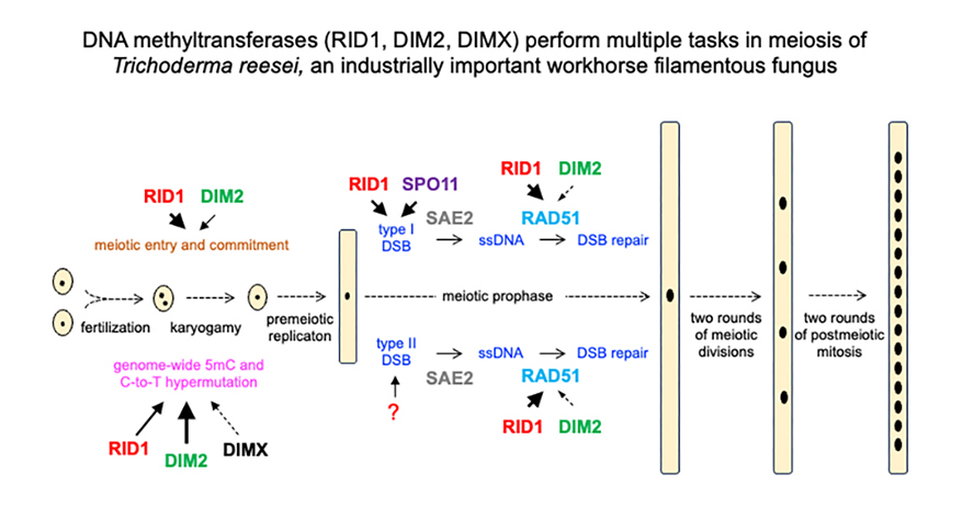 DNA cytosine methyltransferases differentially regulate genome-wide hypermutation and interhomolog recombination in Trichoderma reesei meiosis