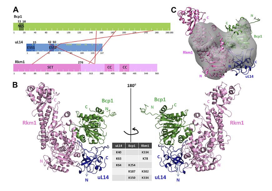 Dual protection by Bcp1 and Rkm1 ensures incorporation of uL14 into pre-60S ribosomal subunits