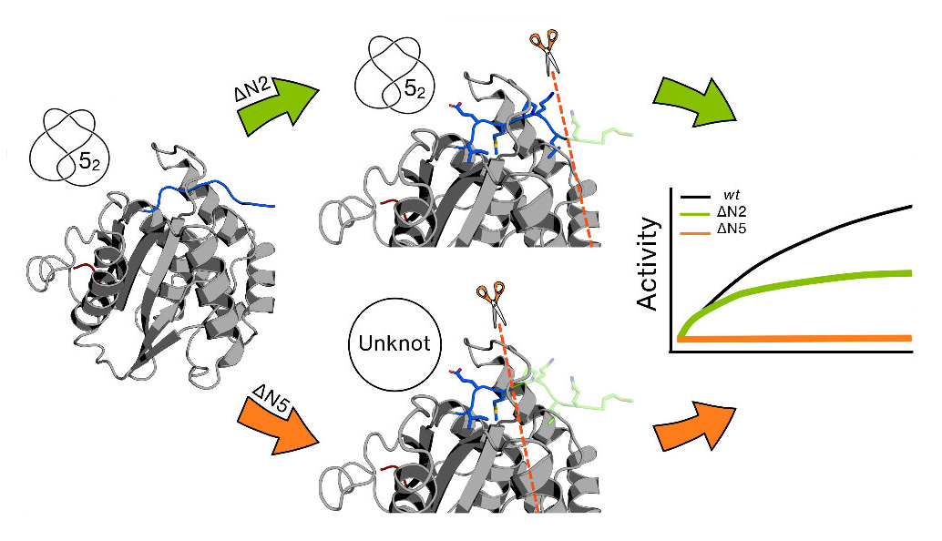 Is There a Functional Role for the Knotted Topology in Protein UCH-L1?