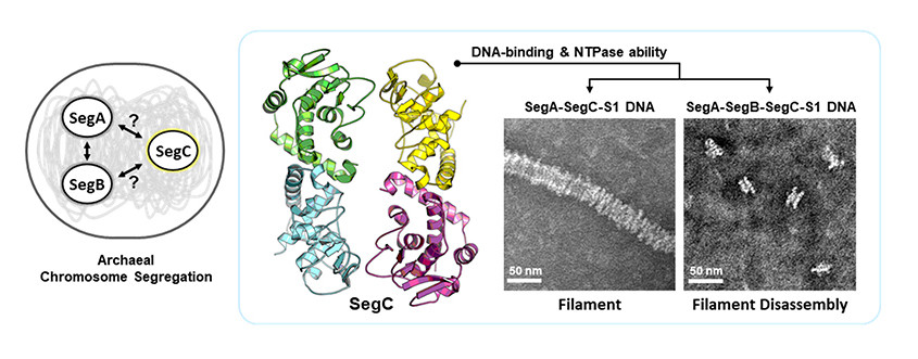 Unraveling the structure and function of a novel SegC protein interacting with the SegAB chromosome segregation complex in Archaea