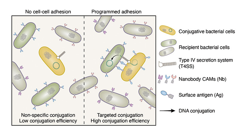 A whole-cell platform for discovering synthetic cell adhesion molecules in bacteria