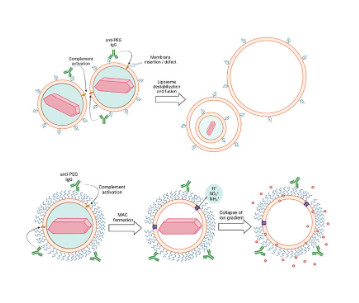 Liposomes with Low Levels of Grafted Poly(ethylene glycol) Remain Susceptible to Destabilization by Anti-Poly(ethylene glycol) Antibodies