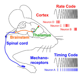 Transformation of neural coding for vibrotactile stimuli along the ascending somatosensory pathway