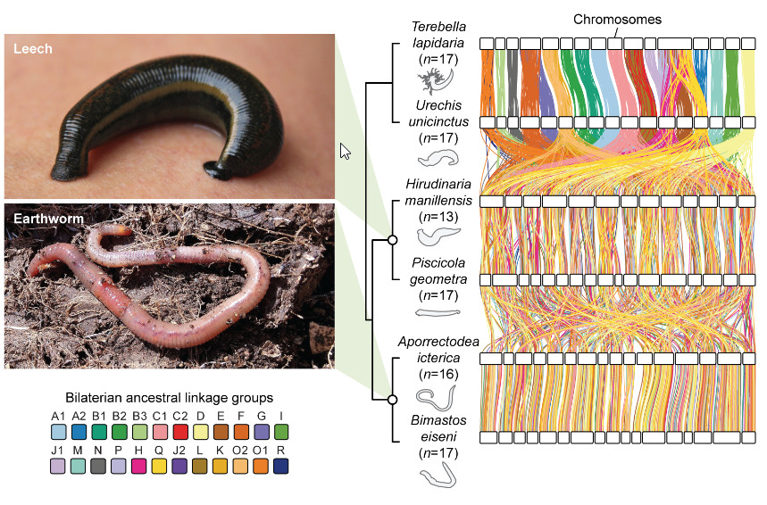 環節動物基因體提供動物染色體結構演化的新觀點