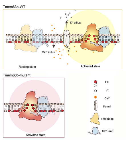 Phospholipid scrambling induced by an ion channel/metabolite transporter complex