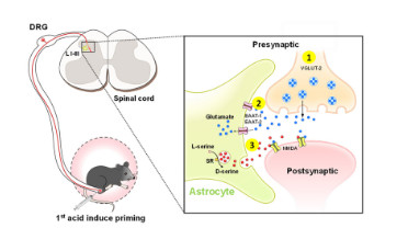 Exploring the role of spinal astrocytes in the onset of hyperalgesic priming signals in acid-induced chronic muscle pain