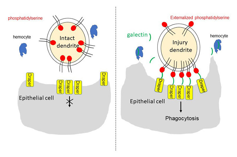 Galectins induced from hemocytes bridge phosphatidylserine and N-glycosylated Drpr/CED-1 receptor during dendrite pruning