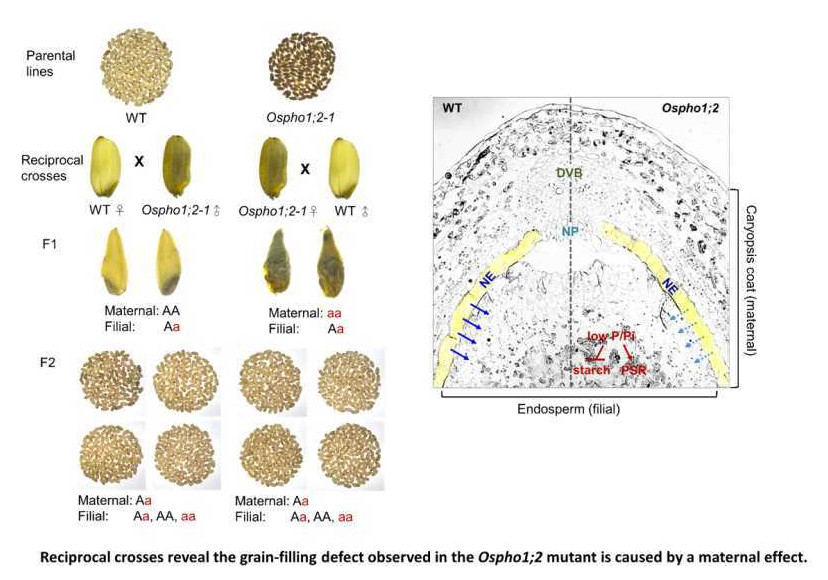 母體效應導致Ospho1;2水稻突變體穀粒充填的缺陷