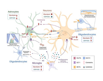 Metabolic dysregulation in Huntington