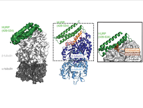 HURP binding to the vinca domain of β-tubulin accounts for cancer drug resistance