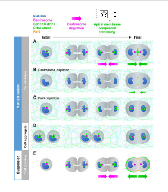 Centrosome Migration and Apical Membrane Formation in Polarized Epithelial Cells: Insights from the MDCK Cyst Model