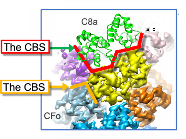 Reverse hierarchical DED assembly in the cFLIP-procaspase-8 and cFLIP-procaspase-8-FADD complexes