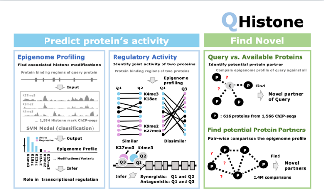 Predicting Protein Synergistic Effect in Arabidopsis using Epigenome Profiling