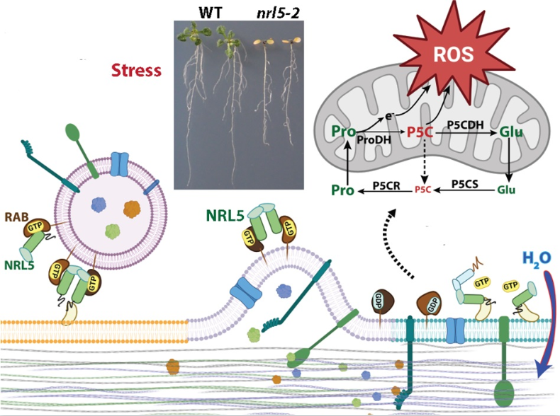 A new class of plant GTPase with roles in intracellular trafficking