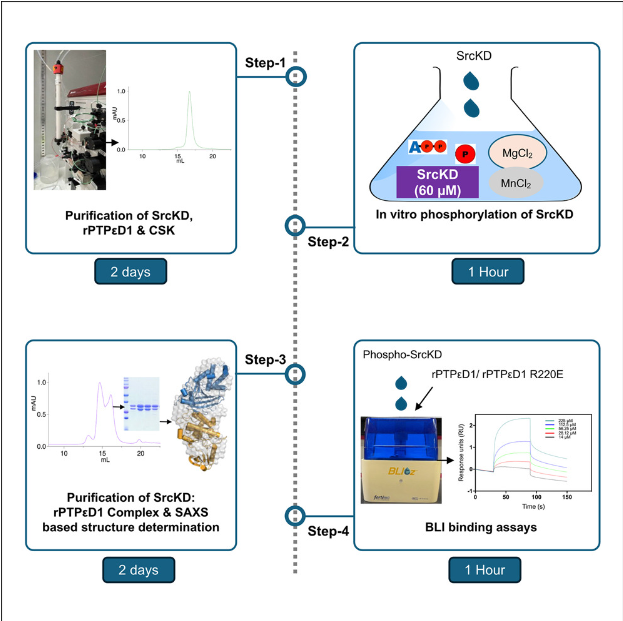 Protocol for phospho-SrcKD: rPTPεD1 complex preparation and BLI binding assays to demonstrate their exosite interface