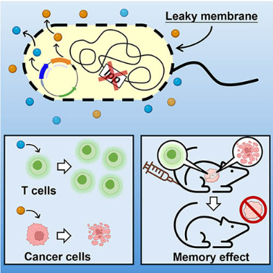 Combinatorial leaky probiotic for anticancer immunopotentiation and tumor eradication