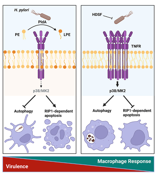 Helicobacter pylori PldA modulates TNFR1-mediated p38 signaling pathways to regulate macrophage responses for its survival