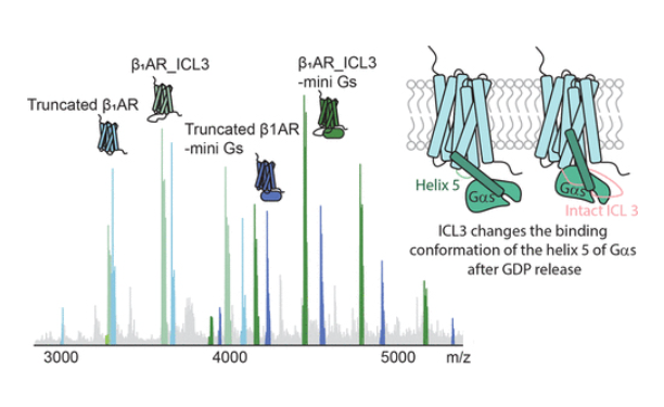 Coupling and Activation of the β1 Adrenergic Receptor - The Role of the Third Intracellular Loop