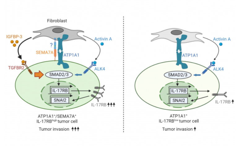 SEMA7A-mediated juxtacrine stimulation of IGFBP-3 upregulates IL-17RB at pancreatic cancer invasive front