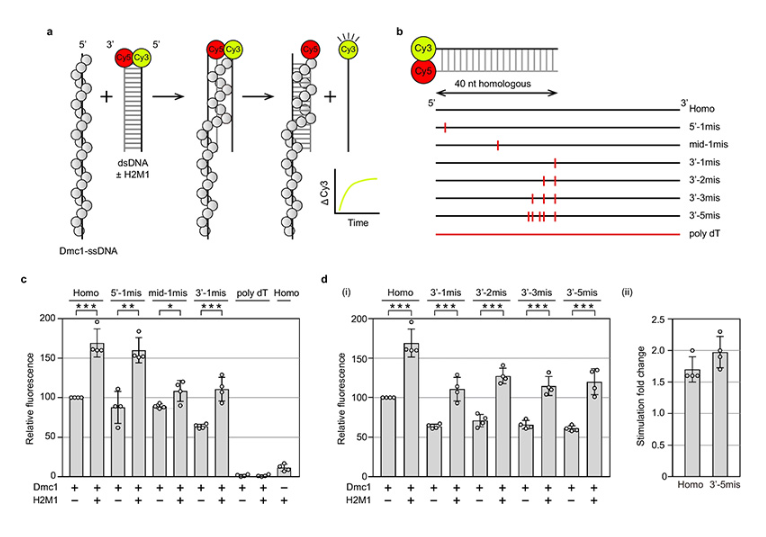 Hop2-Mnd1 functions as a DNA sequence fidelity switch in Dmc1-mediated DNA recombination