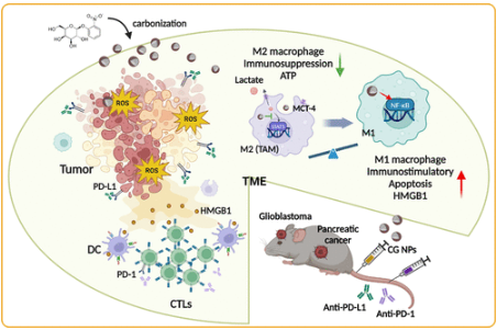 Harnessing the Power of Sugar-Based Nanoparticles: A Drug-Free Approach to Enhance Immune Checkpoint Inhibition against Glioblastoma and Pancreatic Cancer