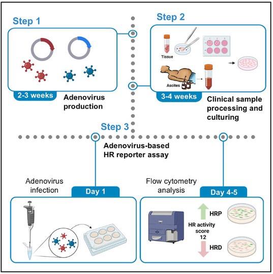 Protocol for detecting homologous recombination activity in cancer cells by adenovirus-based functional assay